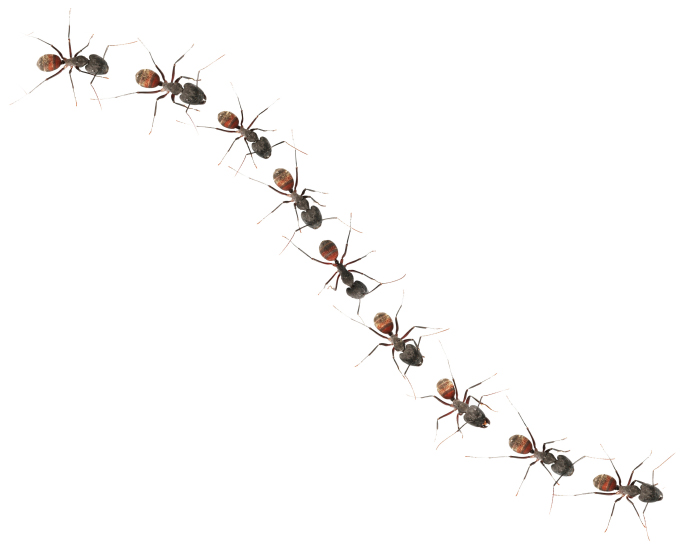 marching ants