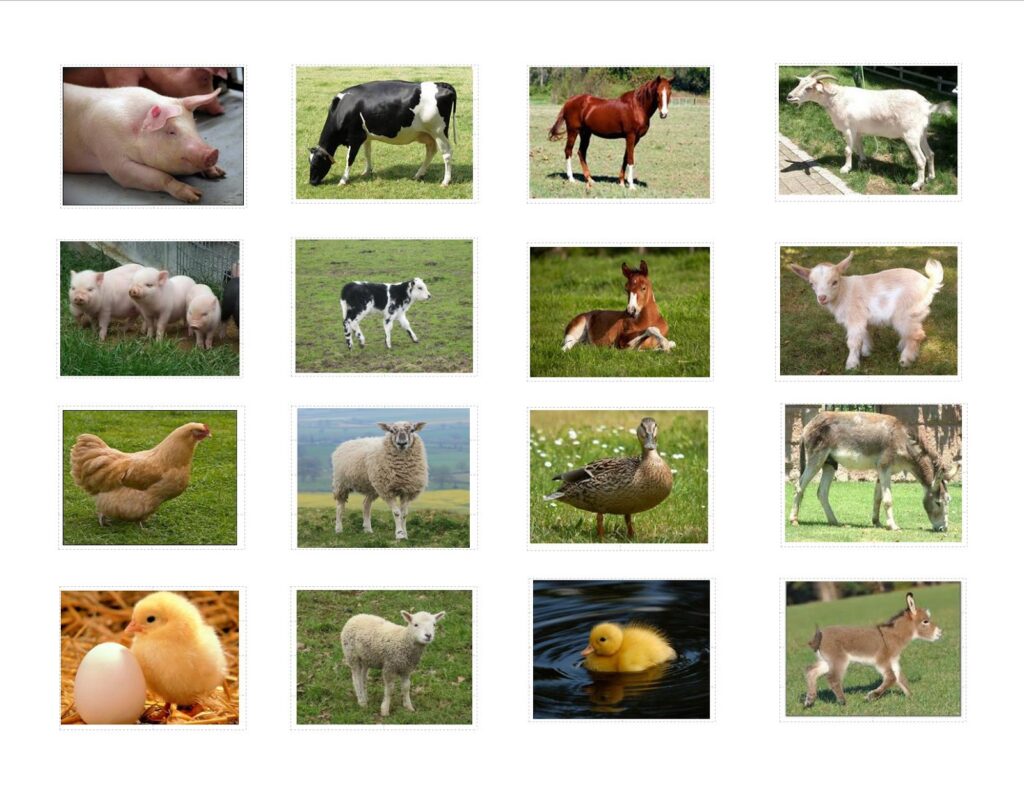 farm animal collage