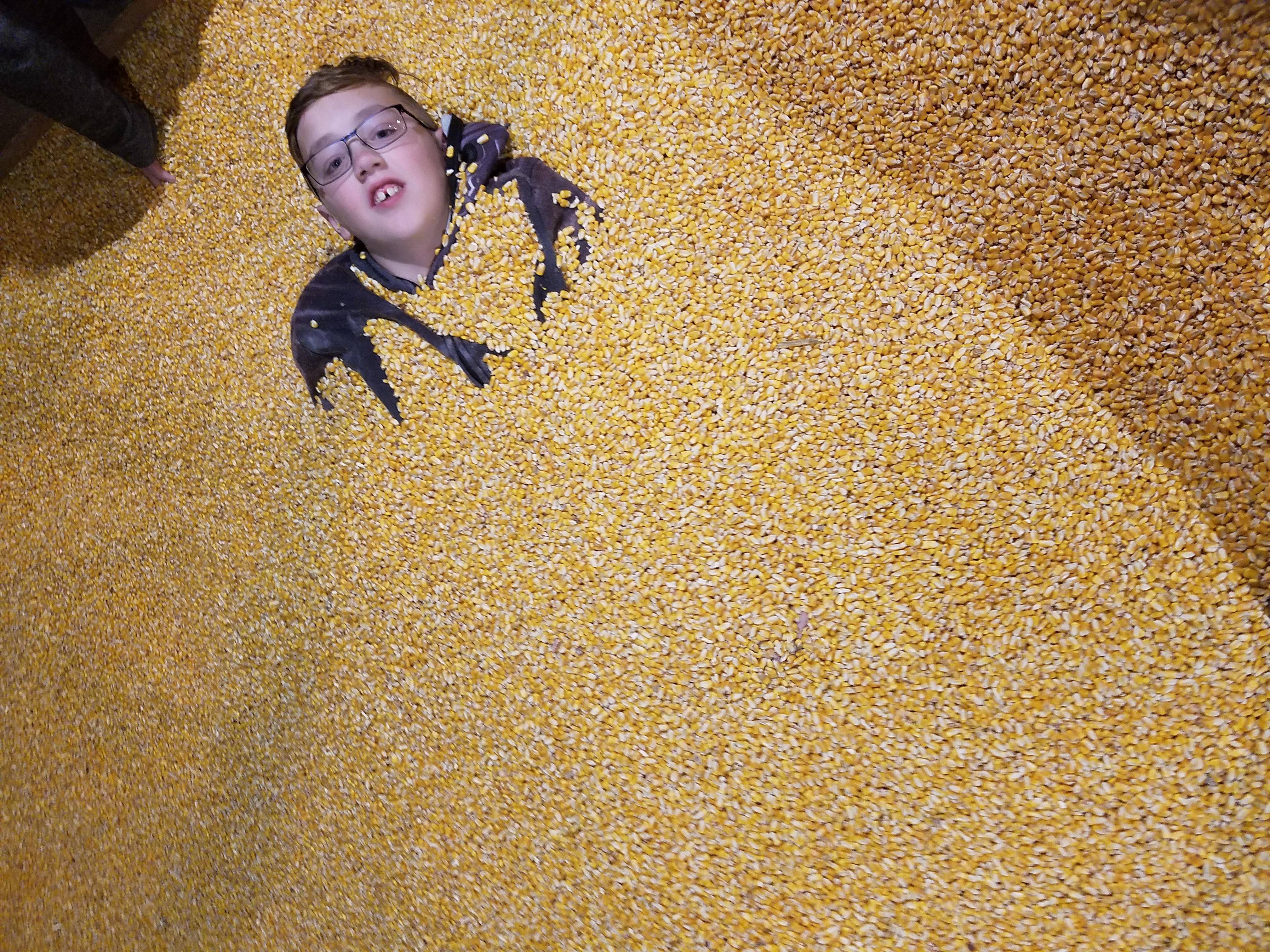 buried in corn
