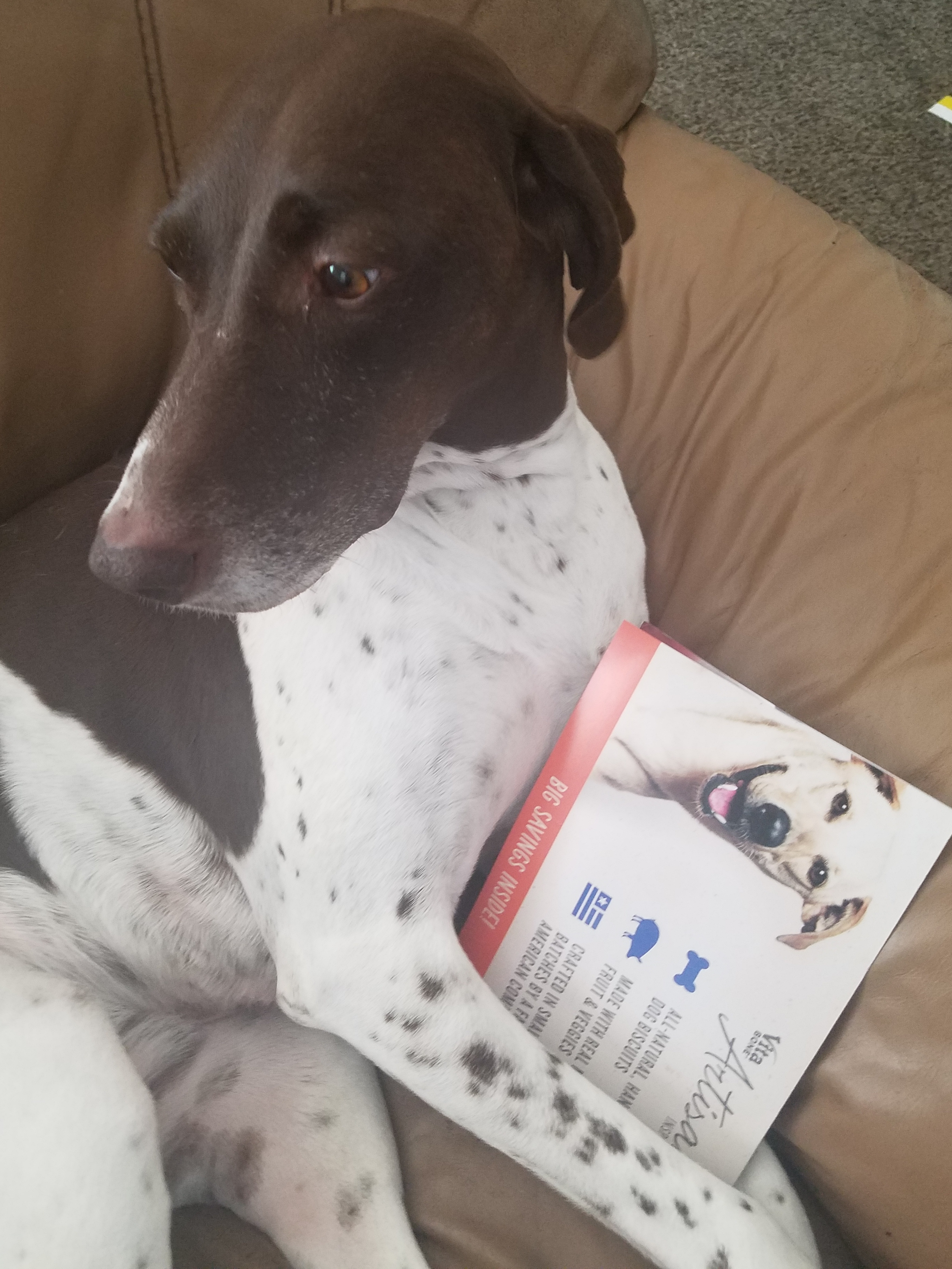 dog reading mail