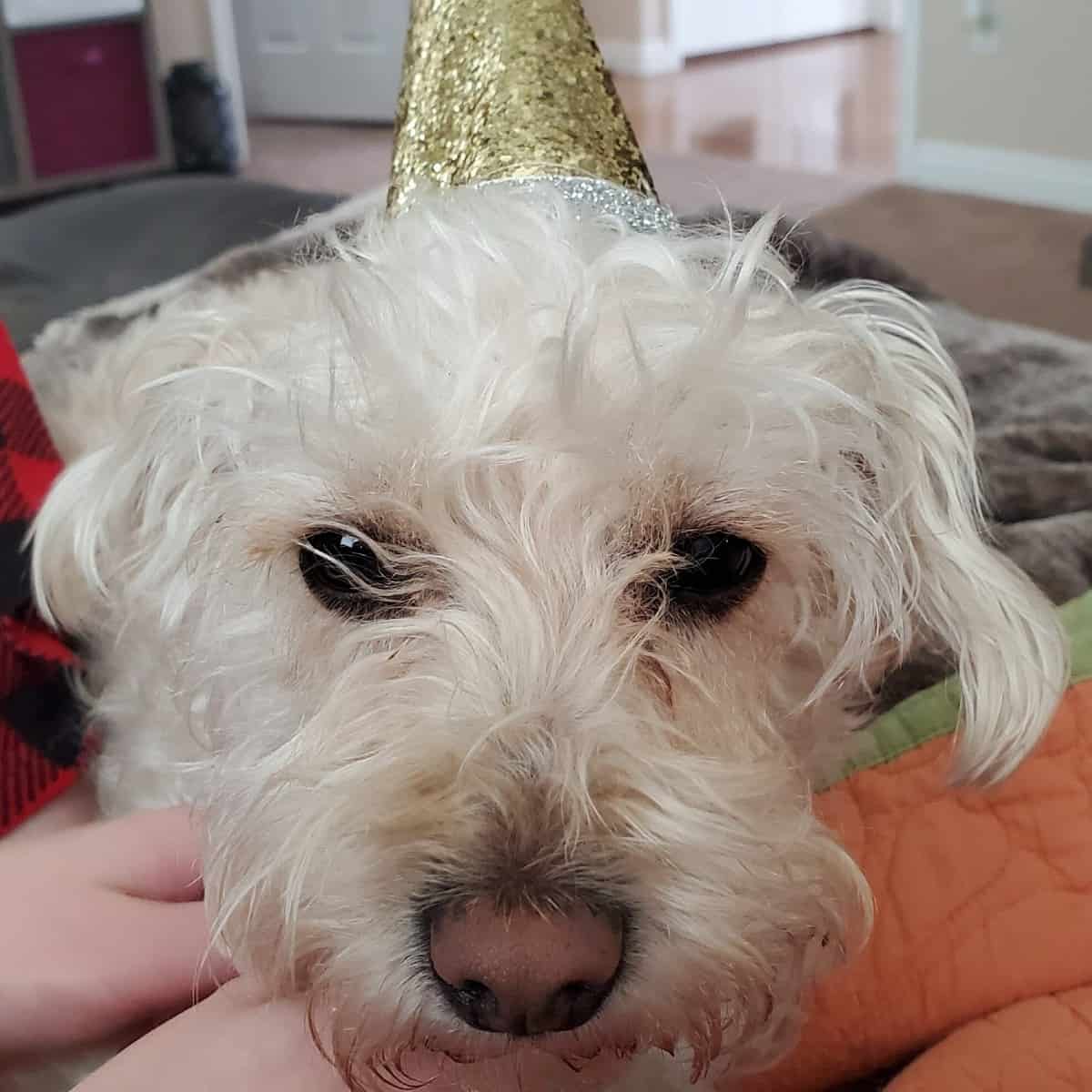 dog party with a photo of a dog with a birthday hat on