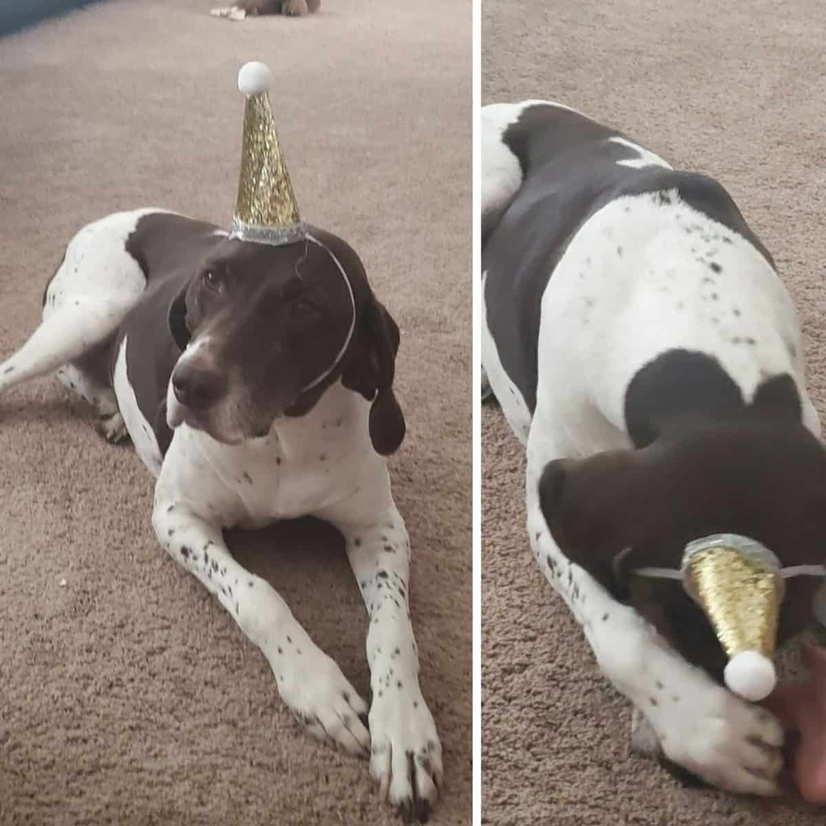 a photo of a liver and white colored german shorthaired pointer dressed up in a party hat for a dog dna test party. 