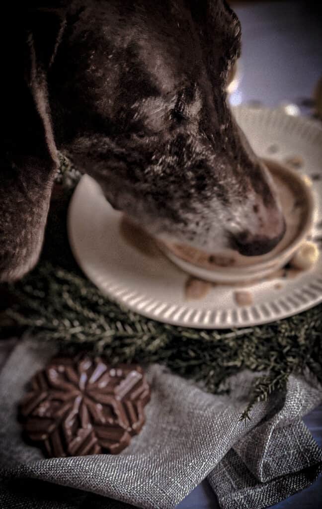 a dog drinking from a white bowl of dog hot chocolate. 