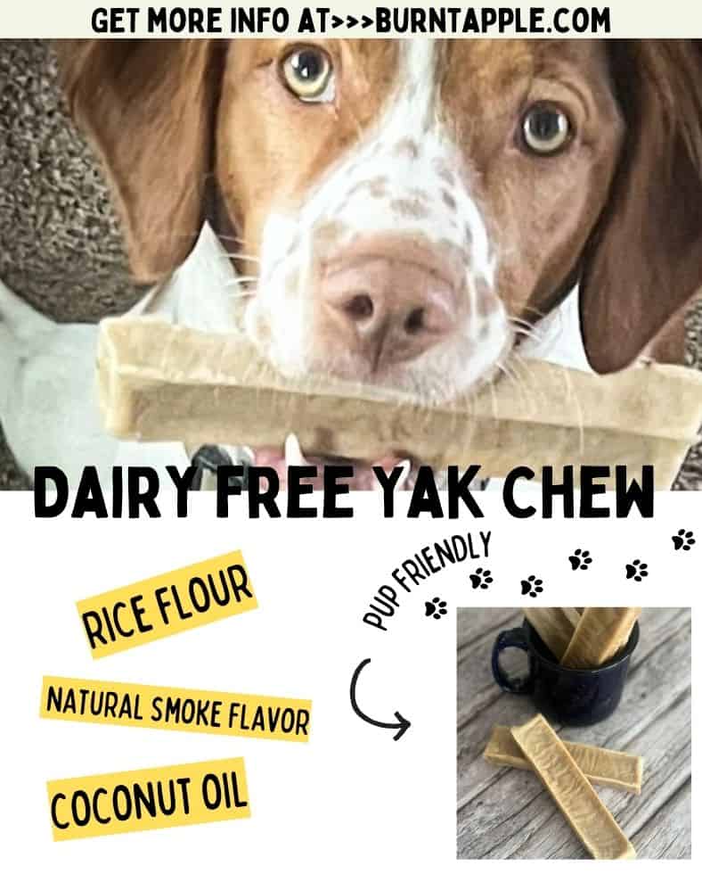 A brown and white Brittany Spaniel dog chewing on a brown yak chew stick