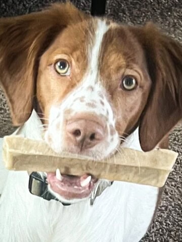 Brown and white dog with a yak chew in its mouth
