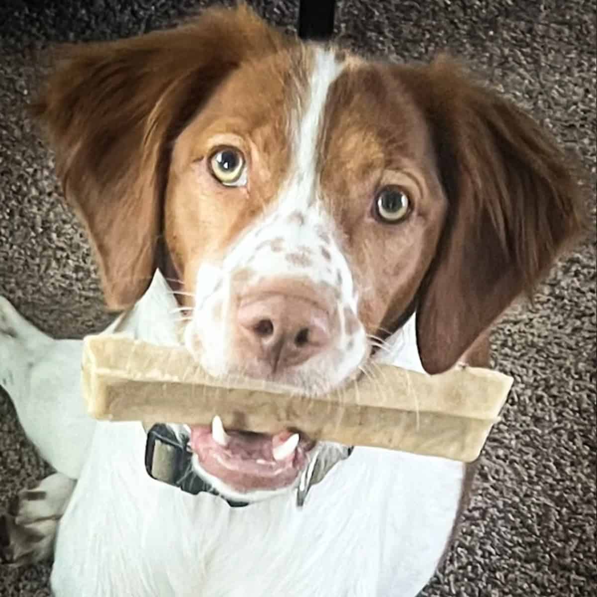 Brown and white dog with a yak chew in its mouth
